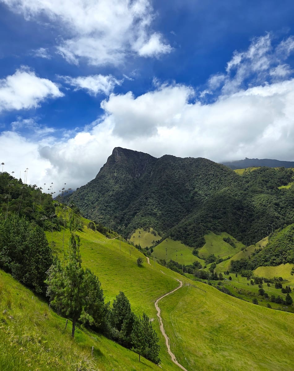 Cocora Valley, Salento Cocora Valley, Salento