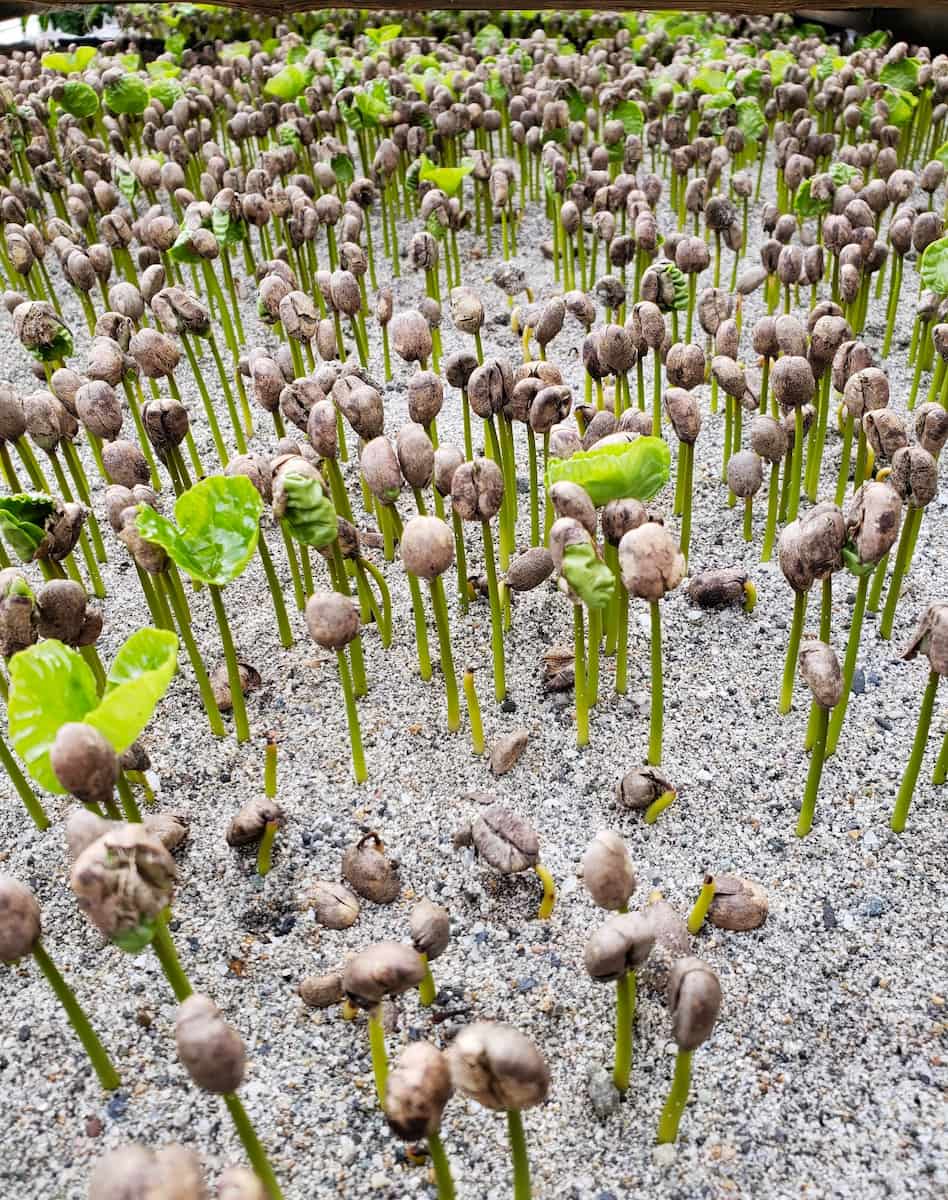 Finca Don Eduardo, Salento Finca Don Eduardo, Salento